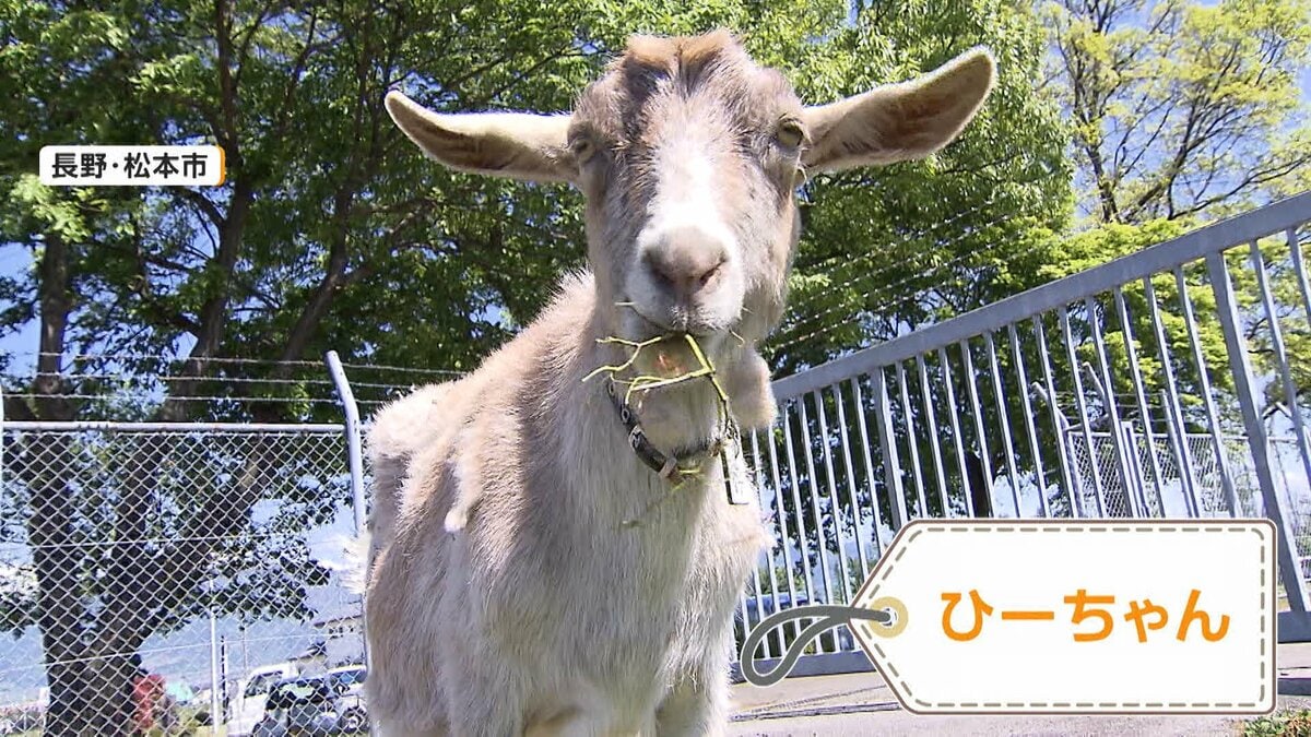 「働きっぷりがいい」ひーちゃん・まーちゃん 「緑地管理」のお仕事に無心で打ち込む2匹のヤギ 朝から夕方まで空港で“草刈り”業務 長野・松本
