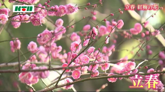 立春 松森天満宮の紅梅が見頃 長崎市