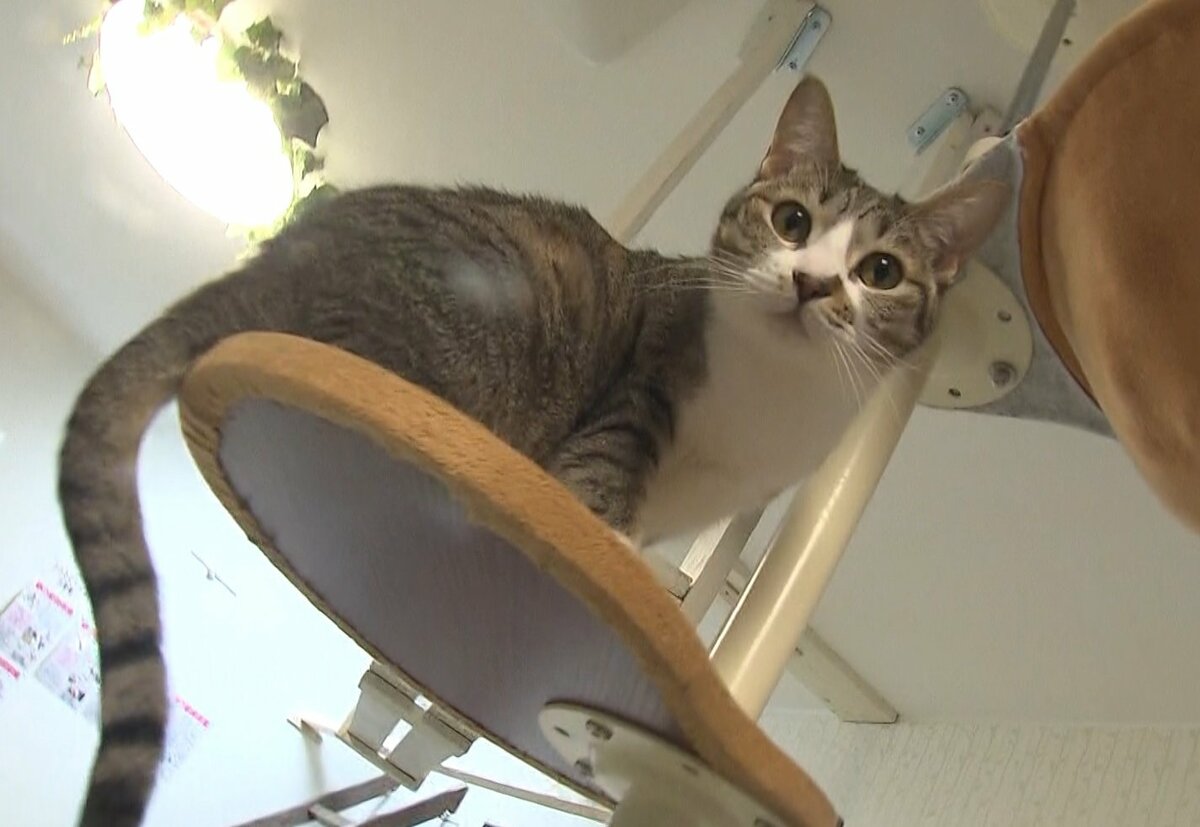 保護ネコと触れ合えるカフェ コロナ禍で経営難も あらゆる工面して 長崎発