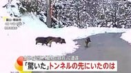 動物集団との予期せぬ遭遇　一斉に車道を走り出す5頭のイノシシ…暗闇の中、ヘッドライトの前を横切る4頭のシカも