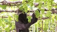 ”黒い真珠” 三次ピオーネの「摘粒」作業ピーク　７月上旬から出荷を予定　４６０トンの収穫見込む　広島