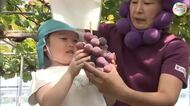 「いつもよりおいしかった」と出来栄え絶賛！さぬき市のブドウ園で園児がニューピオーネ収穫体験【香川】