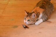 飼い主に毎朝セミをプレゼントしてくれる三毛猫…愛情表現? 飼い主に聞いてみた