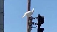 ペットの白クジャクが「散歩中に飛んでいった」　信号機の上にと…
