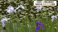 白と紫が織りなす水面の景色と悲恋伝説　三瓶山中腹の姫逃池でカキツバタ見頃（島根）