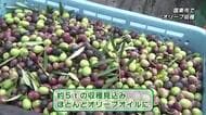 国東市で特産のオリーブ収穫　オリーブオイルに加工され大分空港などで販売　約５トンの収穫見込む
