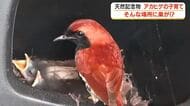 【こんなところに野鳥の巣？】天然記念物アカヒゲが珍しい場所で子育て　鹿児島・奄美大島