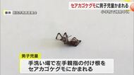 坂出市の小学校で男子児童が特定外来生物指定「セアカゴケグモ」にかまれる　校内の掃除中に【香川】