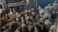 250匹の犬が1軒の家に暮らす「多頭飼育崩壊」　AI生成かと疑われた衝撃写真でイギリス社会に波紋