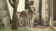 耳などかまれ意識不明　飼い犬と散歩中に