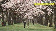 雫石川園地の桜 1.5キロの春色のトンネル 昼と夜 それぞれの美しさ<岩手・雫石町>