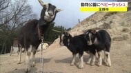 ロバにヤギ…赤ちゃんが続々誕生 渋川動物園でベビーラッシュ!【岡山・玉野市】