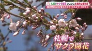 札幌でサクラ開花 観測開始以来2番目の早さ 平年より11日も早く 本格的な春到来