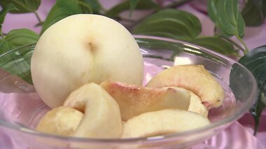 “フルーツ王国”岡山の代表「白桃」手間をかけた生産方法で高級路線を維持 ブドウバブルはモモにも？【岡山発】