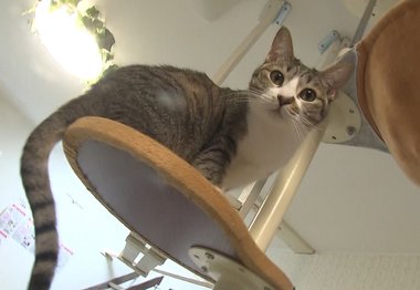 保護ネコと触れ合えるカフェ コロナ禍で経営難も…「あらゆる工面して」【長崎発】
