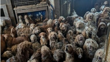 250匹の犬が1軒の家に暮らす「多頭飼育崩壊」　AI生成かと疑われた衝撃写真でイギリス社…