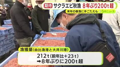 サクラエビの秋漁が24日に終了　8年ぶりに200トン超　来春の漁に手ごたえ