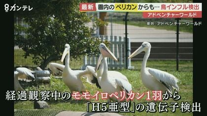 今度はペリカンが…和歌山・アドベンチャーワールドで鳥インフルエンザ相次ぐ　感染拡大で家計にも影響が【和歌山発】