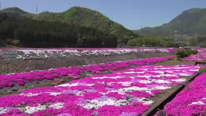 ピンクや紫、白…10種類10万株のシバザクラが田園風景に彩り　15年前から地元住民が管理続け観光スポットに　福井・高浜町