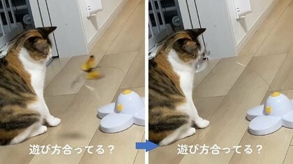 「遊び方合ってる？」おもちゃが顔に当たっても愛猫はされるがまま…ずっとこのまま? 飼い主に聞いた