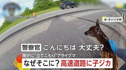 高速道路で迷子の子ジカ「ママを待とうね」警察官が草むらへ移す　暖炉の中にはアライグマ…救出劇の一部始終　アメリカ　