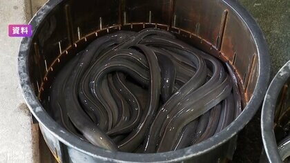 ウナギ規制案が大差で“否決”　鈴木農水相「ホッとしている。日本側の考え方ご理解いただいた」　12月の全体会議で正式決定