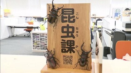 全国初!? 田村市役所に「昆虫課」新設　業務はカブトムシの捕獲・飼育方法の相談から観光商品開発も【福島発】
