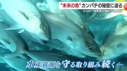 スシロー未来型万博店でも提供！　「完全養殖カンパチ」の秘密に迫る　”未来の魚”で持続可能な漁業へ