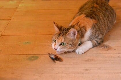 飼い主に毎朝セミをプレゼントしてくれる三毛猫…愛情表現? 飼い主に聞いてみた