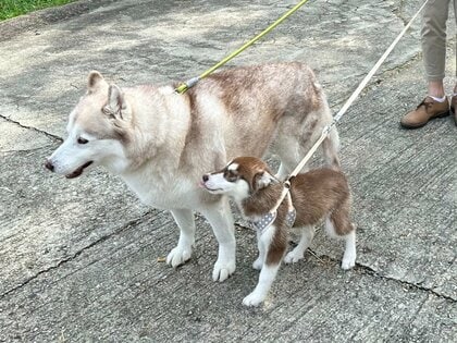 “兄犬”への好きが勝った？初めての散歩で腰が引けた“妹犬” に寄り添う姿が優しい…普段の関係を飼い主に聞いた