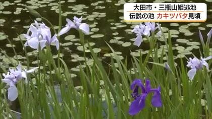 白と紫が織りなす水面の景色と悲恋伝説　三瓶山中腹の姫逃池でカキツバタ見頃（島根）