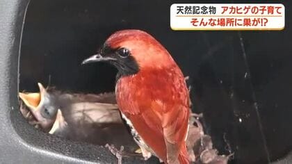 【こんなところに野鳥の巣？】天然記念物アカヒゲが珍しい場所で子育て　鹿児島・奄美大島