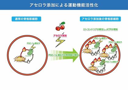 “アセロラ×運動”の相乗効果に期待!ヒトを介してアセロラの抗酸化効果を実証