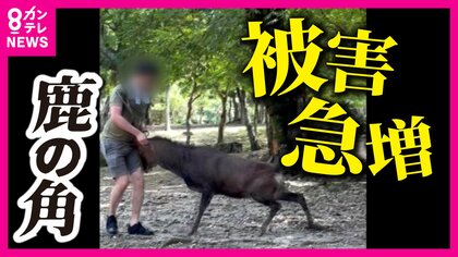 鹿の角 24時間以内発送 鹿の角 24時間以内発送 留めれ