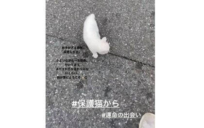 息子の後を必死でついてきた子猫を保護…“運命の出会い”から1年で美猫に成長「先住犬がすぐ受け入れて」