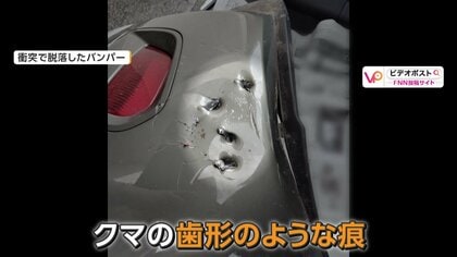 クマが道路に飛び出し車と衝突 運転手「口をぱっくり開けて飛びかかっ