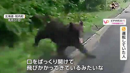 クマが道路に飛び出し車と衝突 運転手「口をぱっくり開けて飛びかかっ
