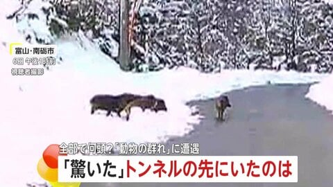 動物集団との予期せぬ遭遇　一斉に車道を走り出す5頭のイノシシ…暗闇の中、ヘッドライトの前を横切る4頭のシカも