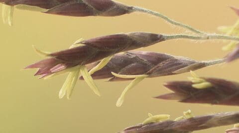 『謎の花』“120年に1度”続々と開花　「スズタケ」に「クロチク」も　長野県内の各地で一斉に　「83歳で初めて見た」一生に一度の奇跡か　詳しい生態は不明、情報提供募る
