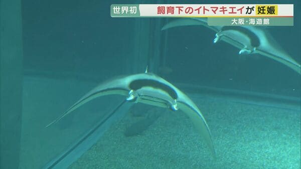 世界初の快挙！「イトマキエイ」が飼育下で妊娠 大阪・海遊館｜FNN