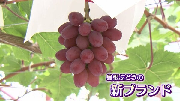 img_ddc56486e902a8b607b328eeba
