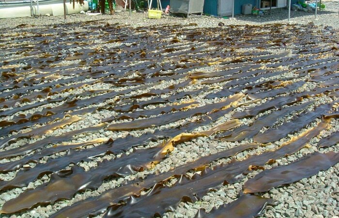 昆布の天日干し（画像提供：星名桂治さん）