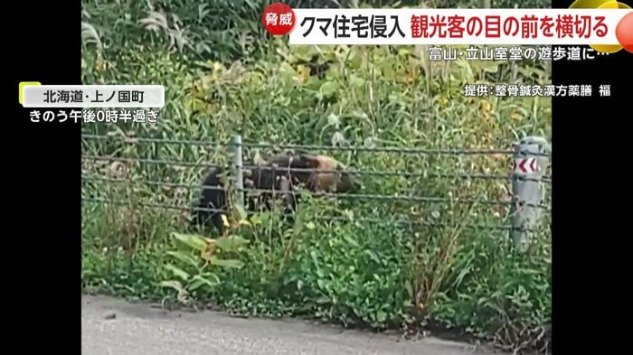 道路脇の草むらで動く影