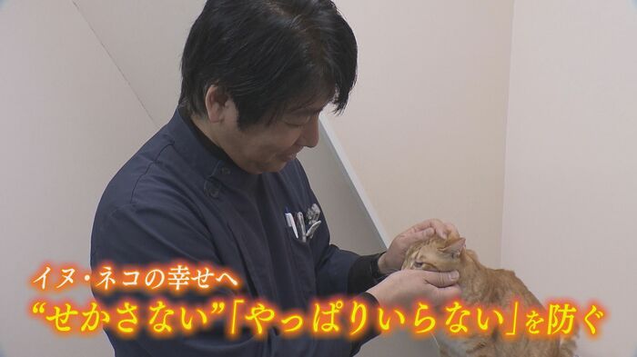 スタッフが保護ネコを優しく抱く様子