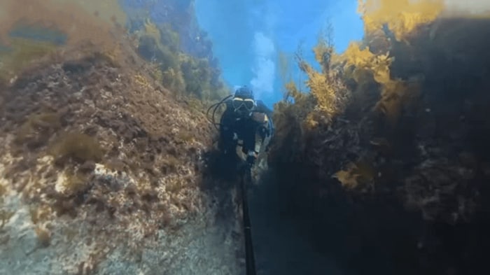 地形と海流がウミウシに適した環境を作り出している