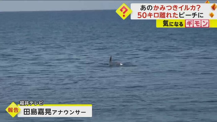 水面からイルカの背びれがのぞいている