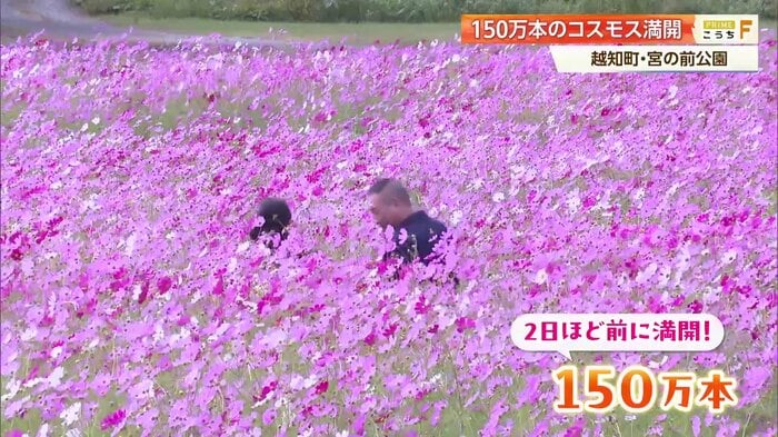 秋風に揺れる色鮮やかなコスモス畑