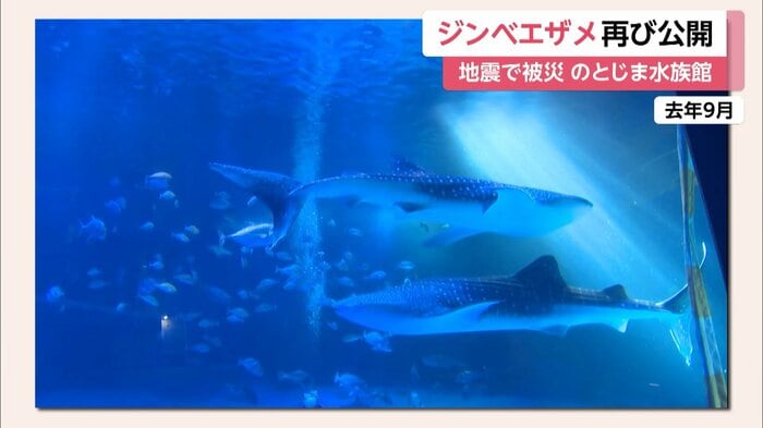 地震で死んだ2匹のジンベイザメ(去年9月撮影)