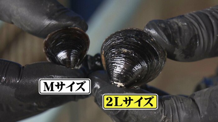 Mサイズと2Lサイズのシジミ 粒の大きさの違いは一目瞭然