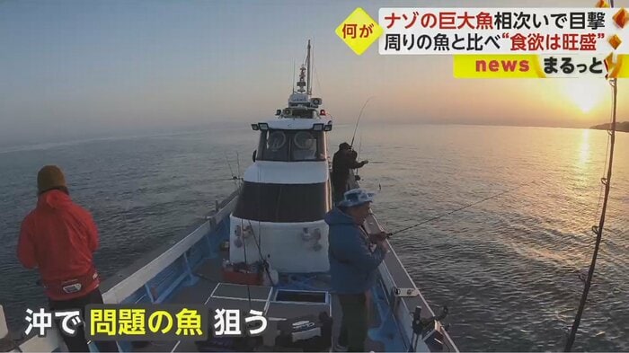 その姿を確認するべく、取材班は鹿児島湾へ